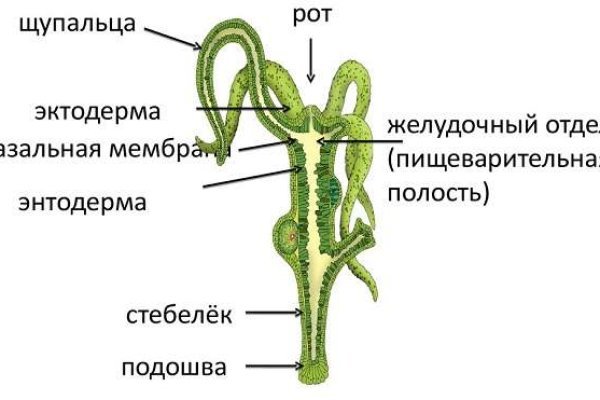 Блэк спрут ссылка 1blacksprut me