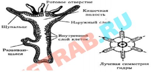 Зеркала blacksprut blacksprut adress com